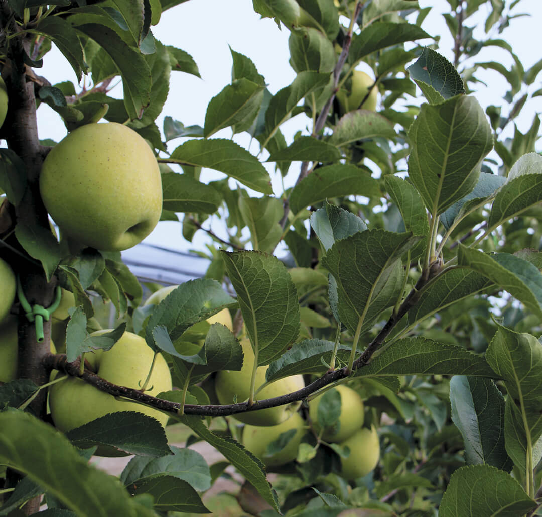 Суперинтенсивные яблоневые сады на Ставрополье 